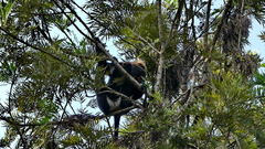 Semnopithecus johnii
