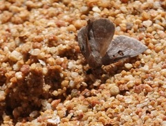 Ugia signifera