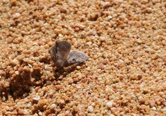 Ugia signifera