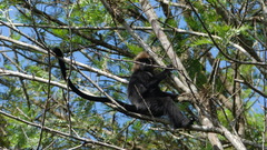 Semnopithecus johnii