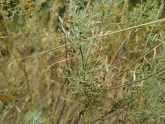 Ajania fastigiata