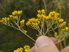 Ajania fastigiata