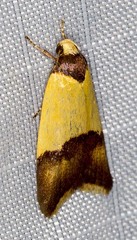 Heteroteucha dichroella