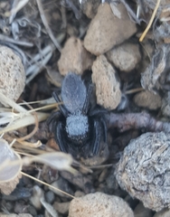 Phidippus octopunctatus