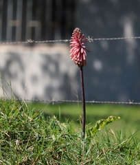 Veltheimia bracteata