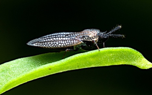 Juodaūsė Sietblakė nuotrauka