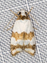 Heteroteucha dimochla