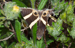 Grammodes ocellata