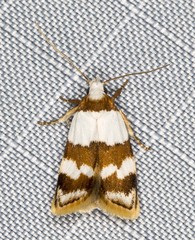 Heteroteucha dimochla