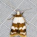 Heteroteucha dimochla - Photo (c) Ian McMillan, some rights reserved (CC BY-NC), uploaded by Ian McMillan