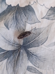 Porcellio ornatus