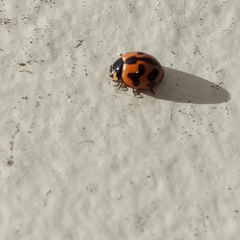 Coccinella transversalis