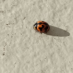 Coccinella transversalis