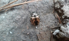 Calligrapha multipustulata