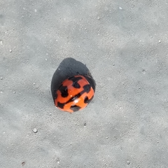 Coccinella transversalis