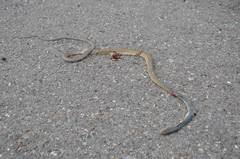 Masticophis bilineatus