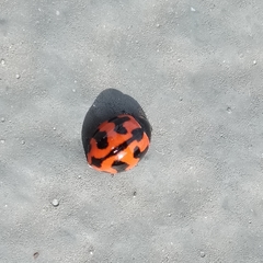 Coccinella transversalis