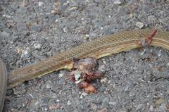 Masticophis bilineatus