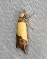 Heteroteucha kershawi
