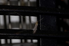 Geranomyia circipunctata