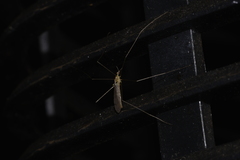 Geranomyia circipunctata