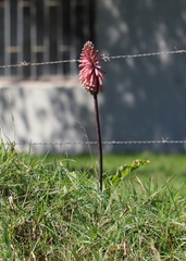 Veltheimia bracteata