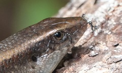 Stegomyia