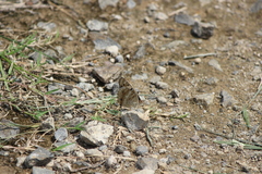 Junonia orithya minagara