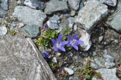 Campanula cenisia