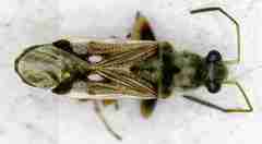 Pseudopachybrachius guttus