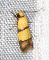 Heteroteucha distephana