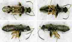 Pseudopachybrachius guttus