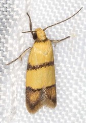 Heteroteucha distephana