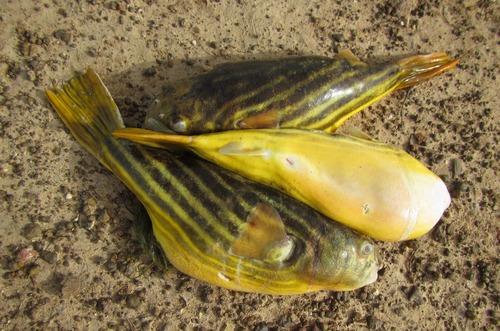 Coral butterfly (Tetraodon lineatus) — Tetraodontidae — 3