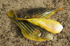 Tetraodon lineatus