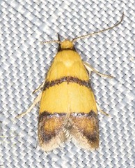 Heteroteucha distephana