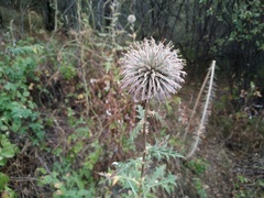 Echinops chantavicus