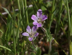 Erodium brachycarpum