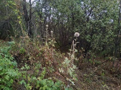 Echinops chantavicus