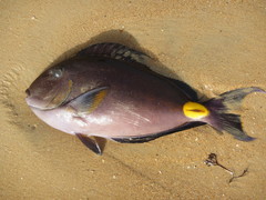 Acanthurus monroviae