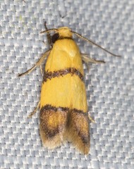 Heteroteucha distephana
