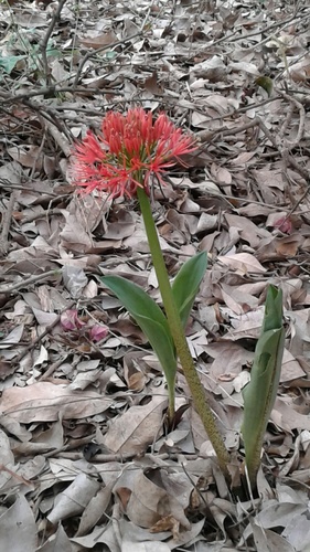 Scadoxus multiflorus image