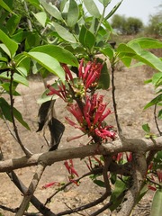 Tapinanthus
