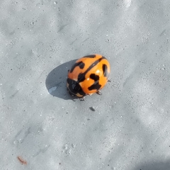 Coccinella transversalis