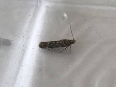 Bryotropha domestica