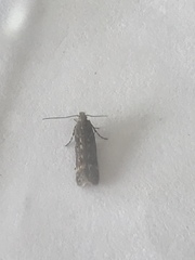 Bryotropha domestica