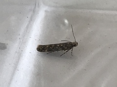 Bryotropha domestica