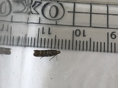 Bryotropha domestica