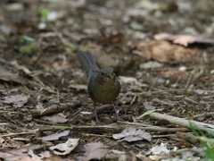 Luscinia phaenicuroides