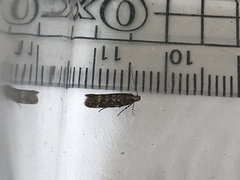 Bryotropha domestica